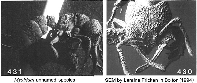 {Mystrium species}