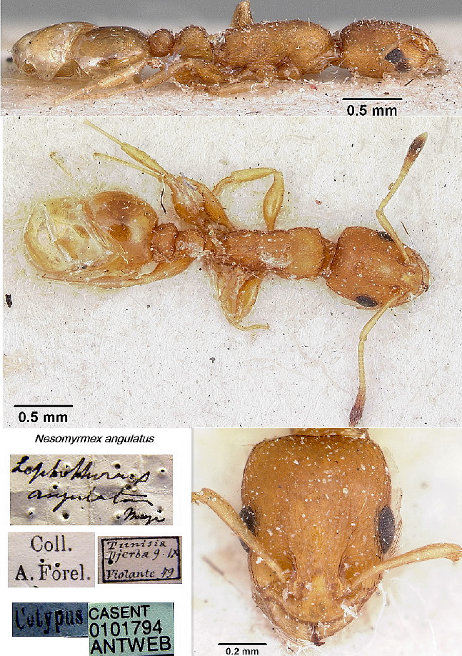 {Nesomyrmex angulatus}