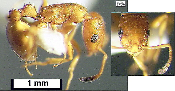 {Nesomyrmex angulatus}