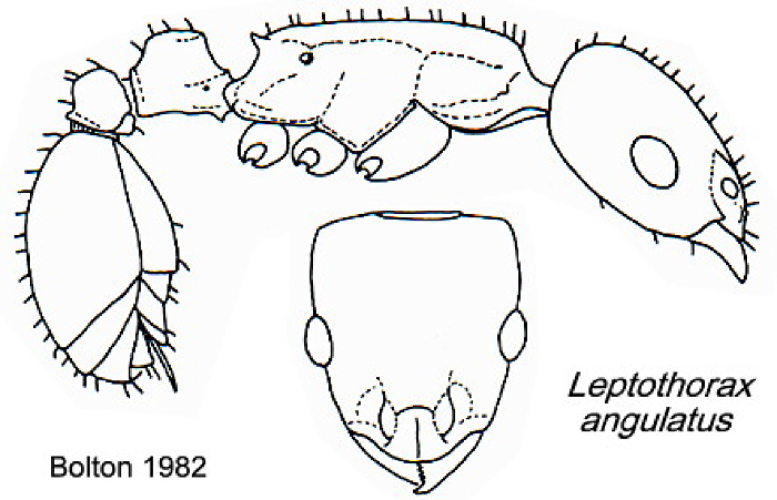 {Nesomyrmex angulatus}