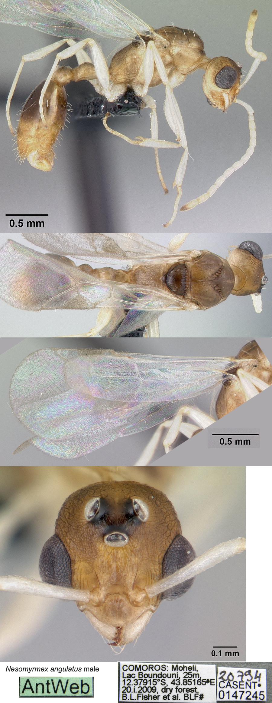 {Nesomyrmex angulatus male}