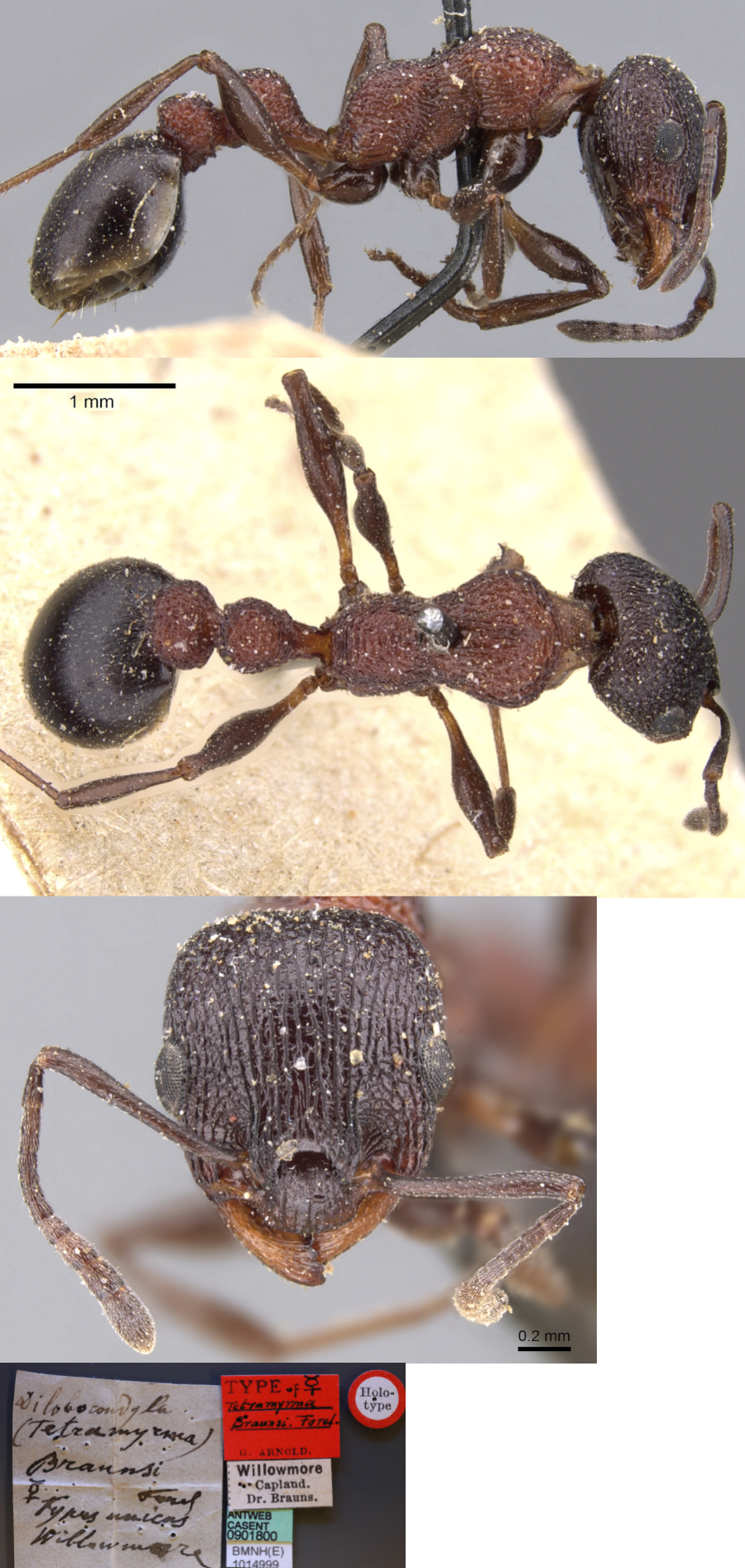 Nesomyrmex braunsi