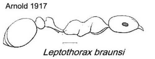 {Leptothorax braunsi}