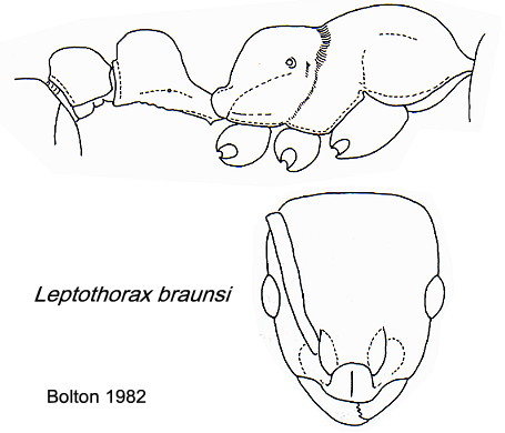 {Nesomyrmex braunsi}