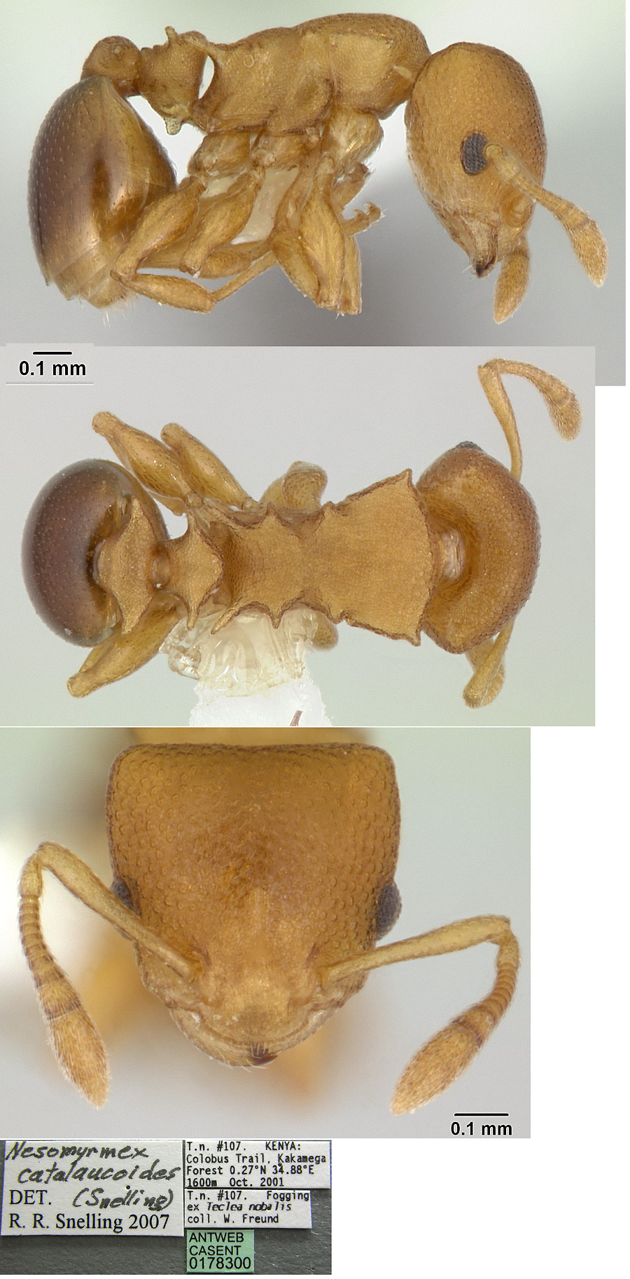 {Nesomyrmex cataulacoides}