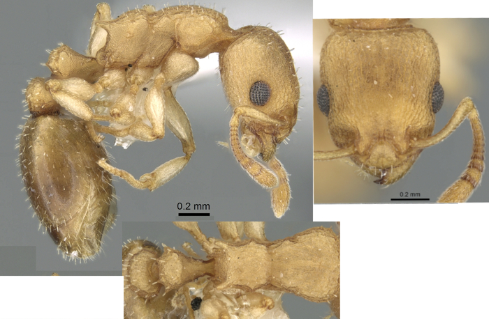 {Nesomyrmex denticulatus}