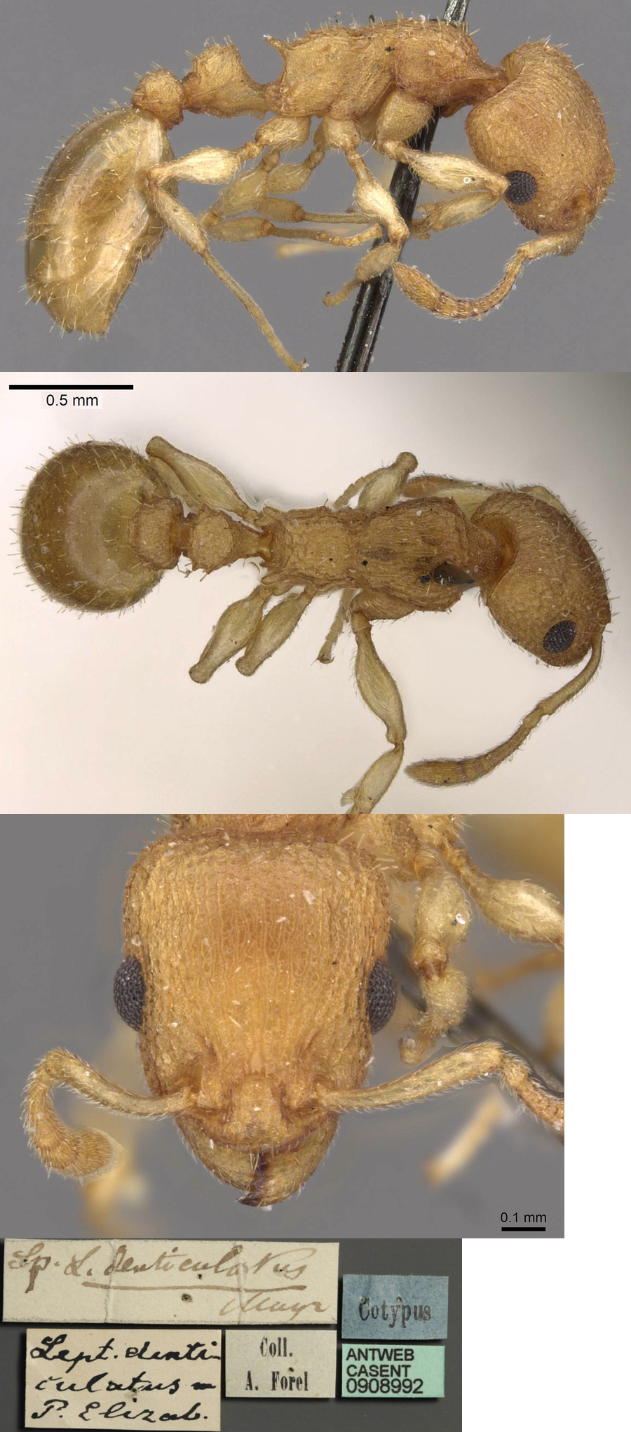 Nesomyrmex denticulatus