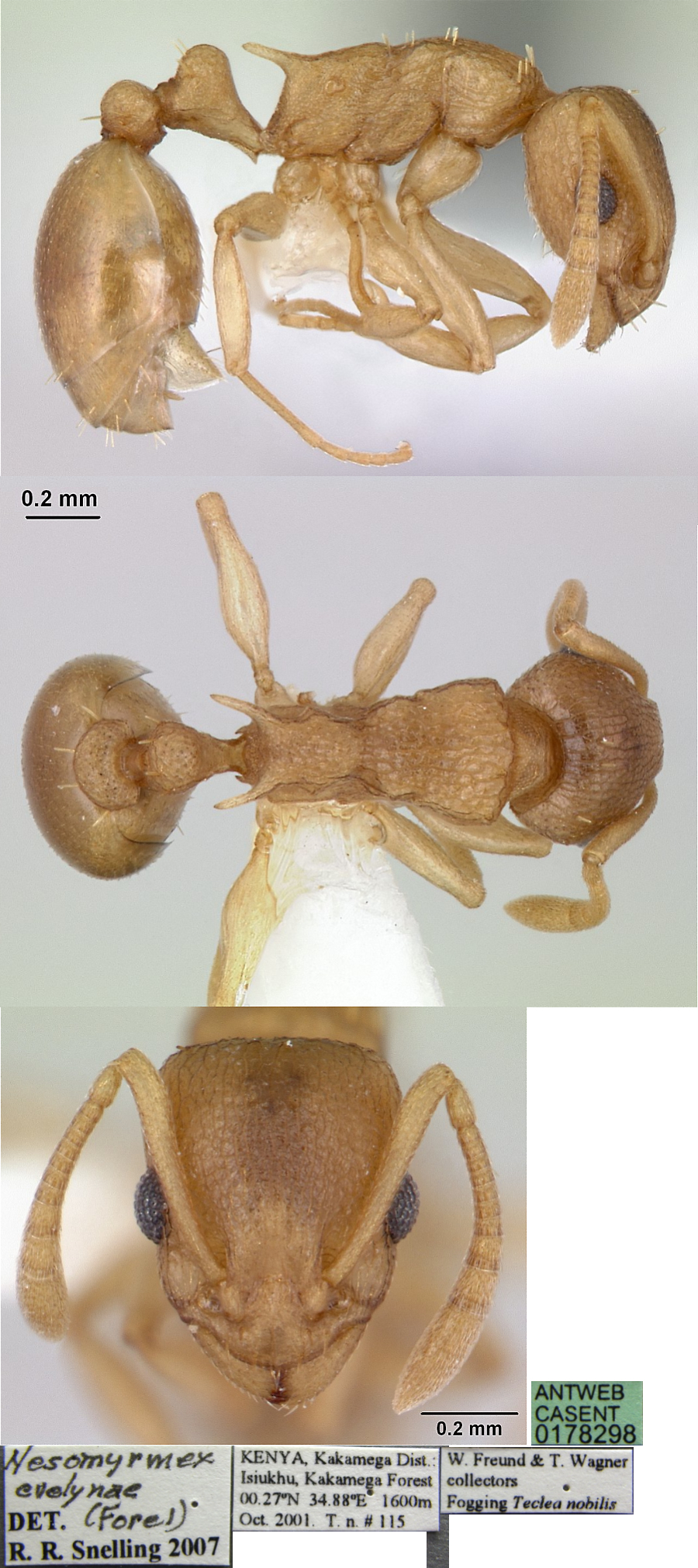 Nesomyrmex evelynae