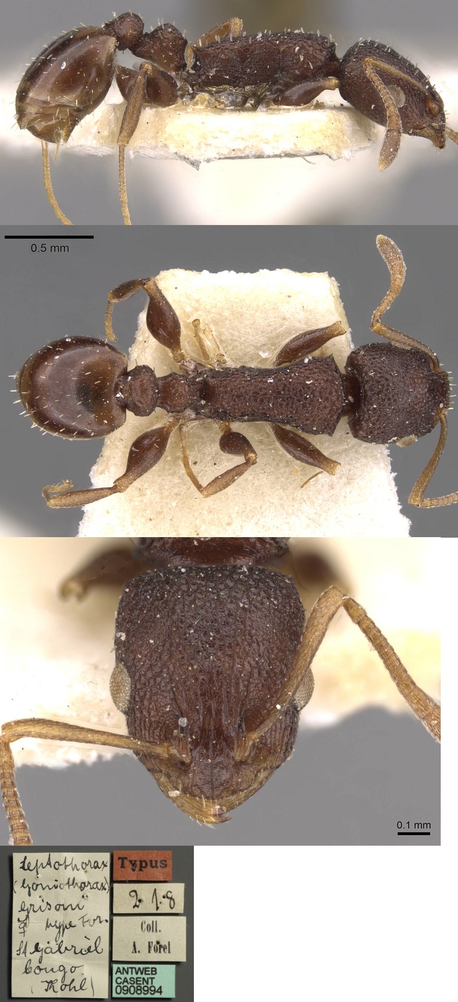 Nesomyrmex grisonae