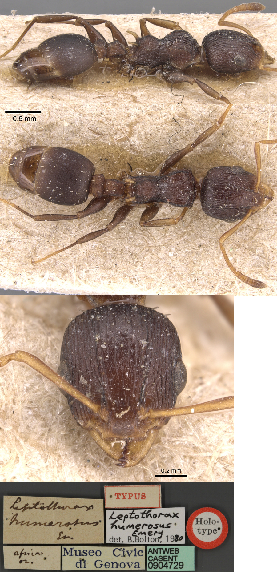 Nesomyrmex humerosus