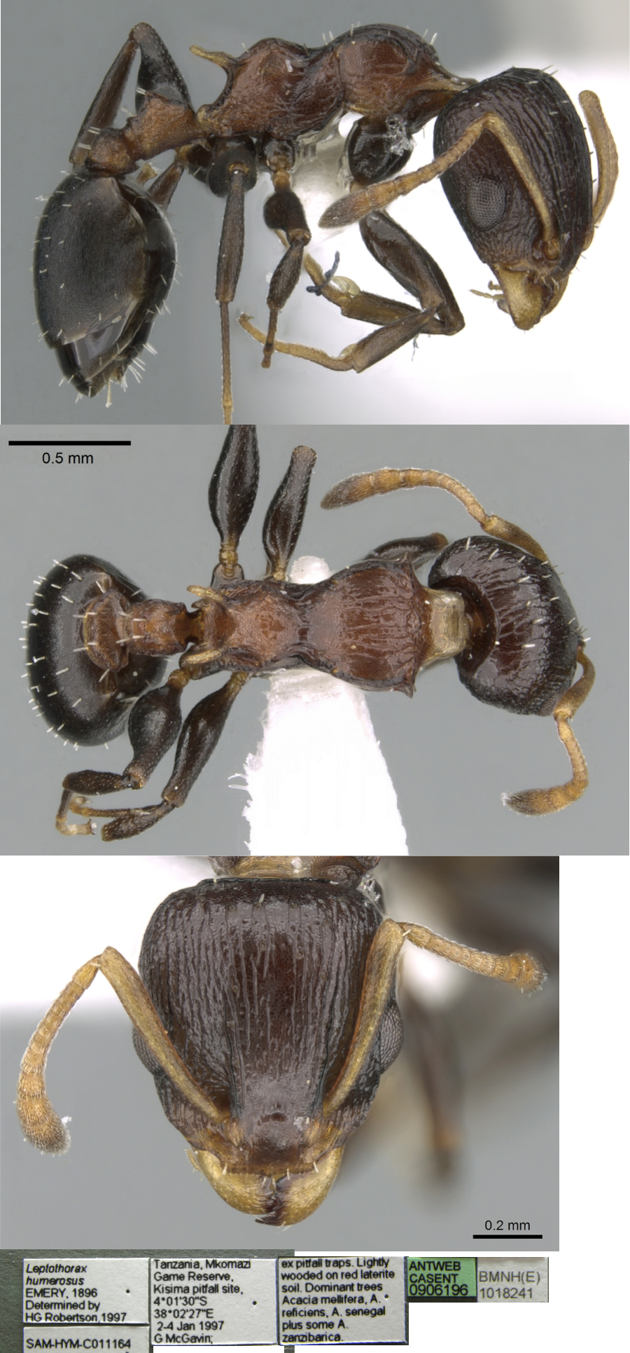 Nesomyrmex humerosus