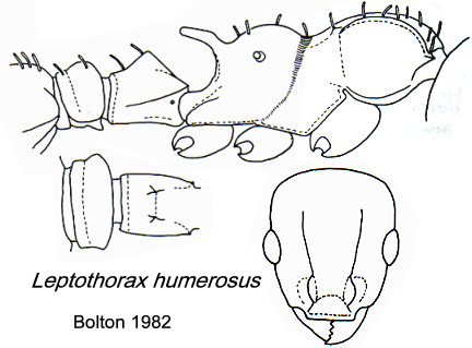 {Nesomyrmex humerosus}