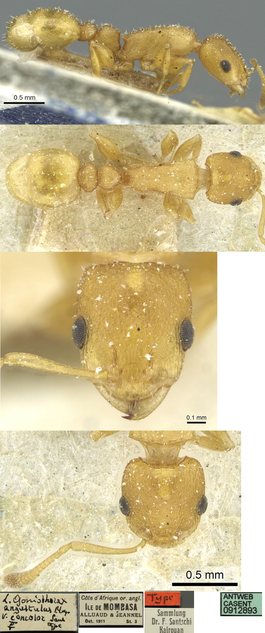 {Nesomyrmex latinodis concolor}