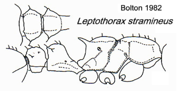 Nesomyrmex stramineus