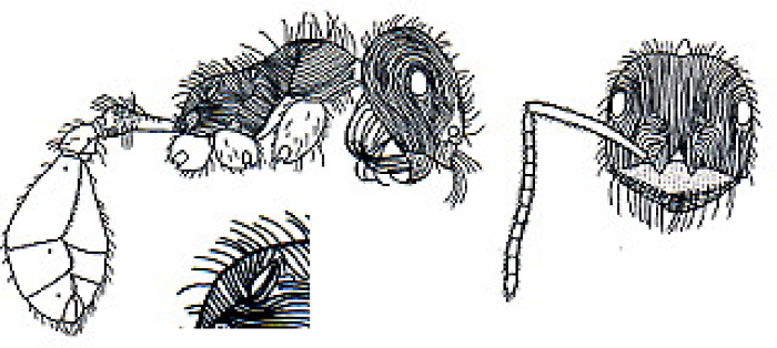 {Ocymyrmex species}