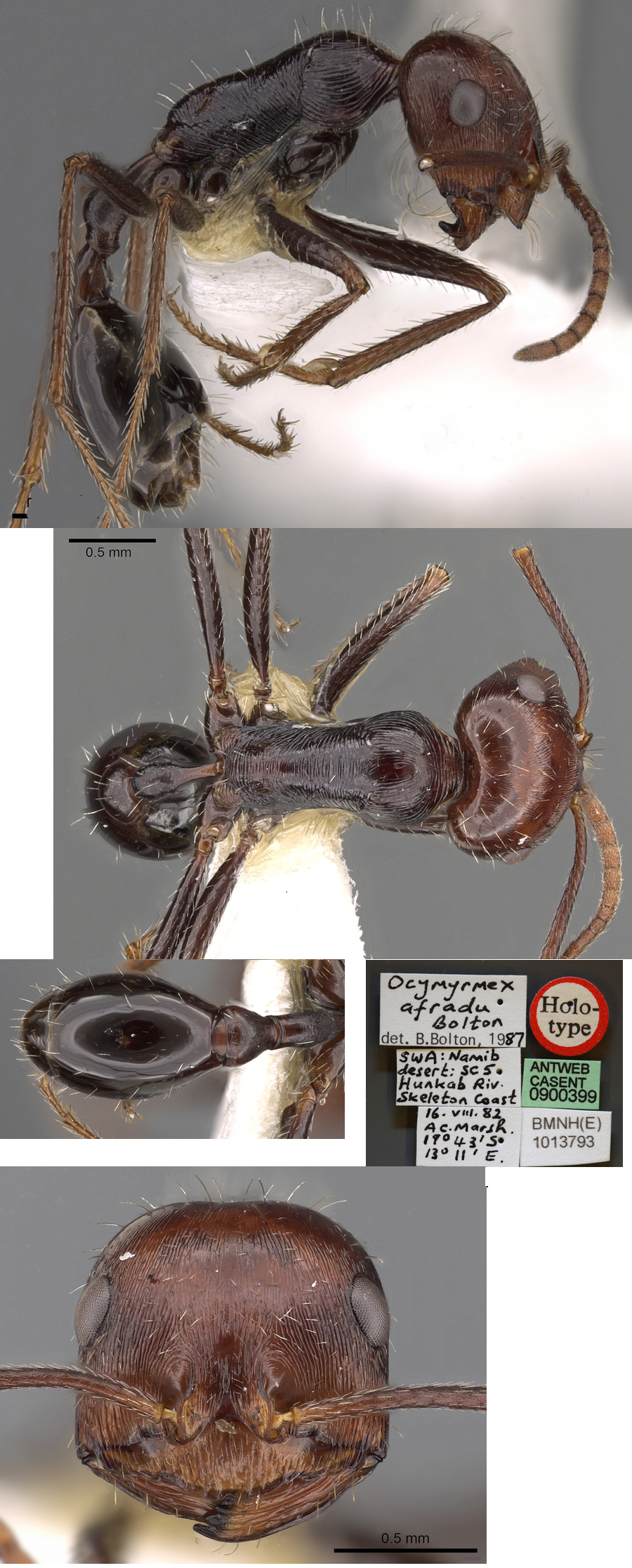 {Ocymyrmex afradu}