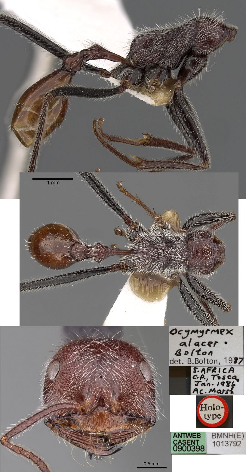 {Ocymyrmex alacer}