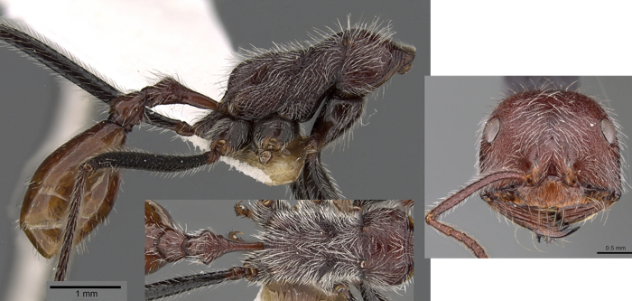 Ocymyrmex alacer pedicel