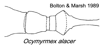 {Ocymyrmex alacer}