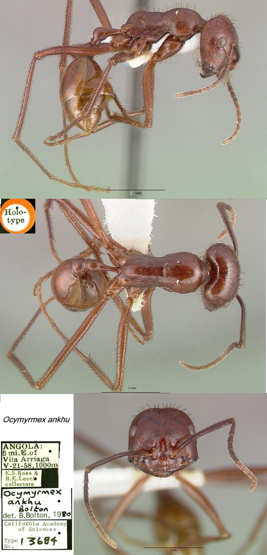 {Ocymyrmex ankhu}