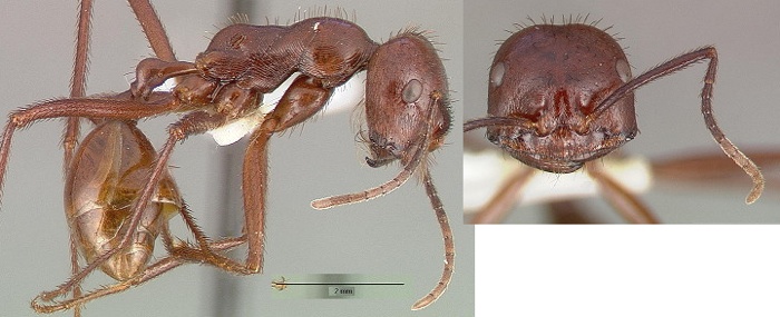 Ocymyrmex ankhu