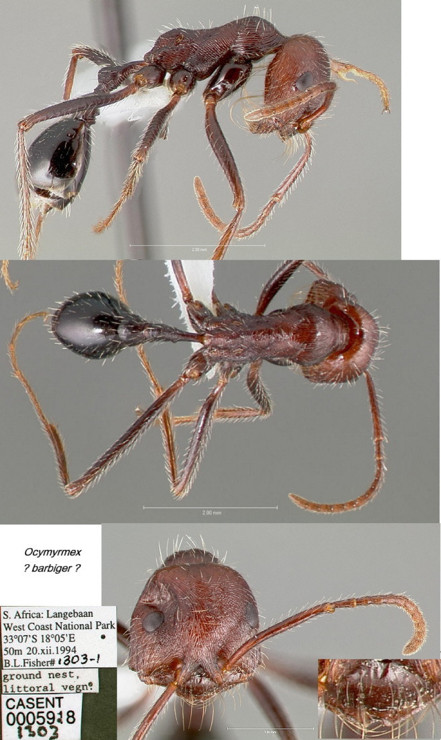 {Ocymyrmex barbiger}