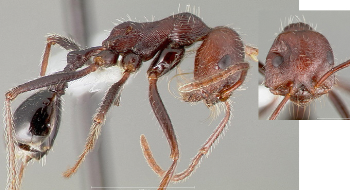 Ocymyrmex barbiger