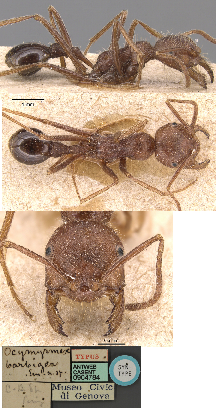 {Ocymyrmex barbiger}