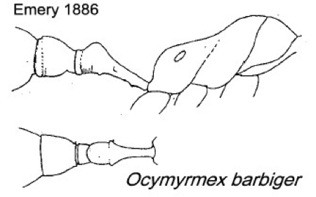 {Ocymyrmex barbiger}