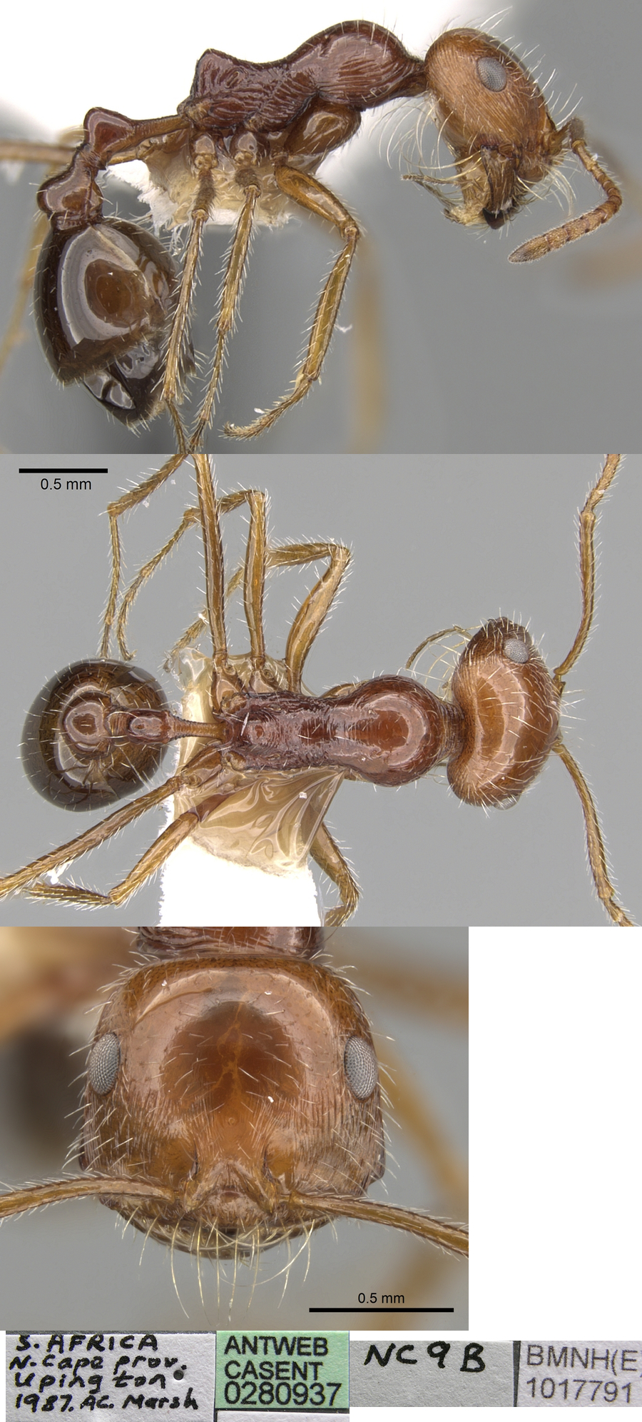 {Ocymyrmex cavatodorsatus}