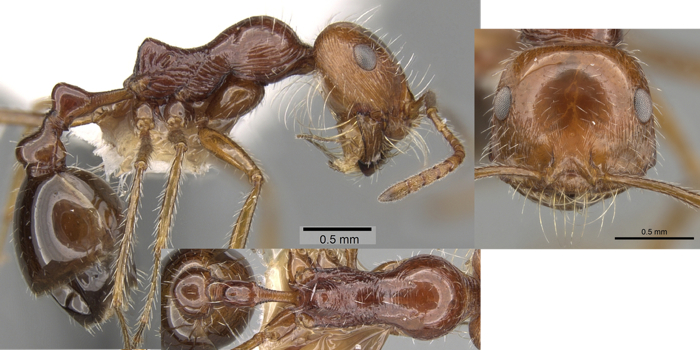 Ocymyrmex cavatodorsatus