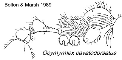 {Ocymyrmex cavatodorsatus}