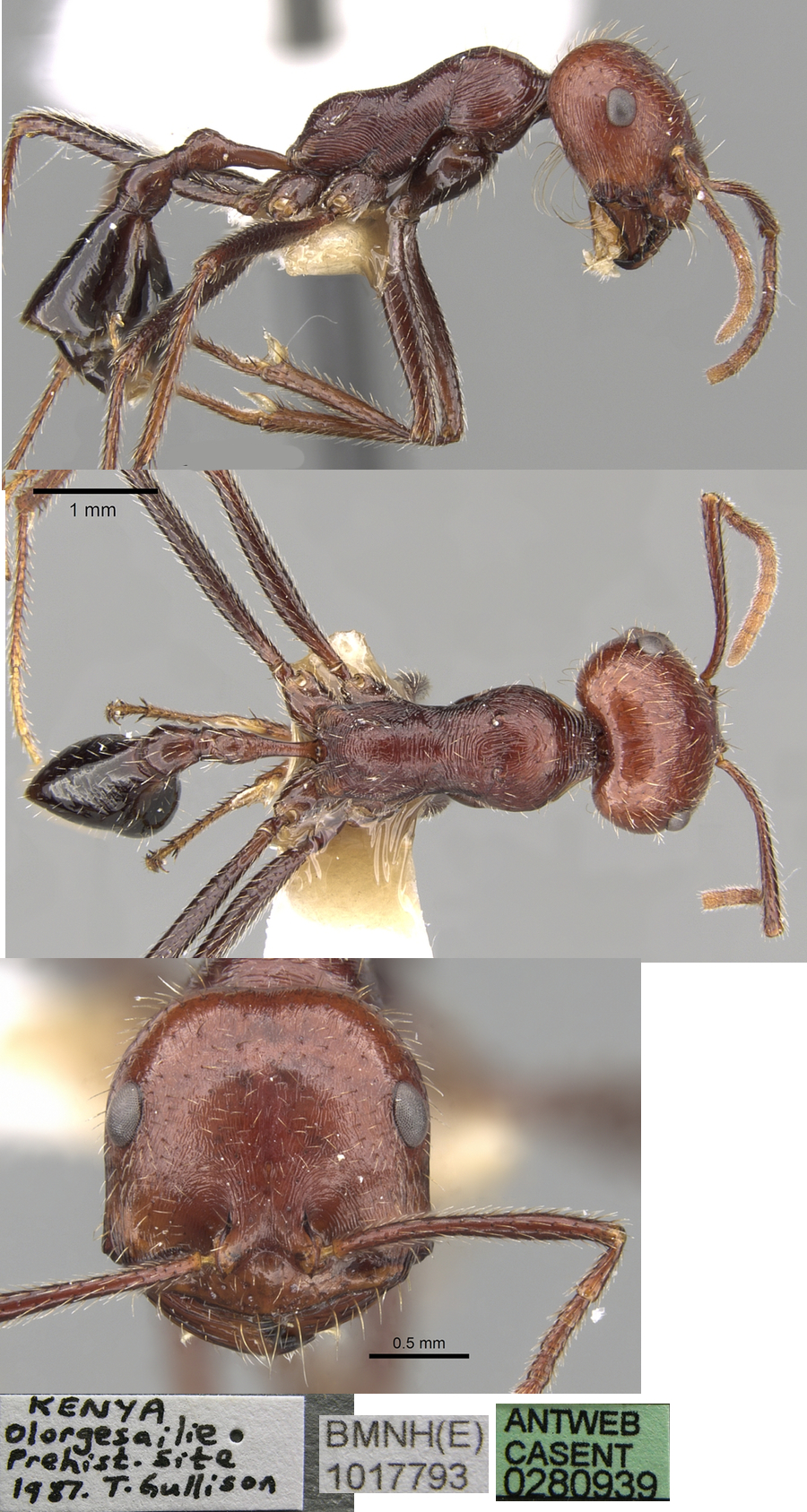 {Ocymyrmex celer}