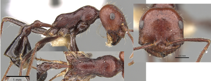 Ocymyrmex celer