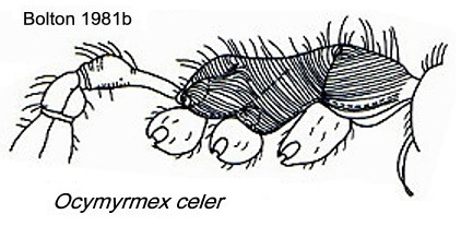 {Ocymyrmex celer}