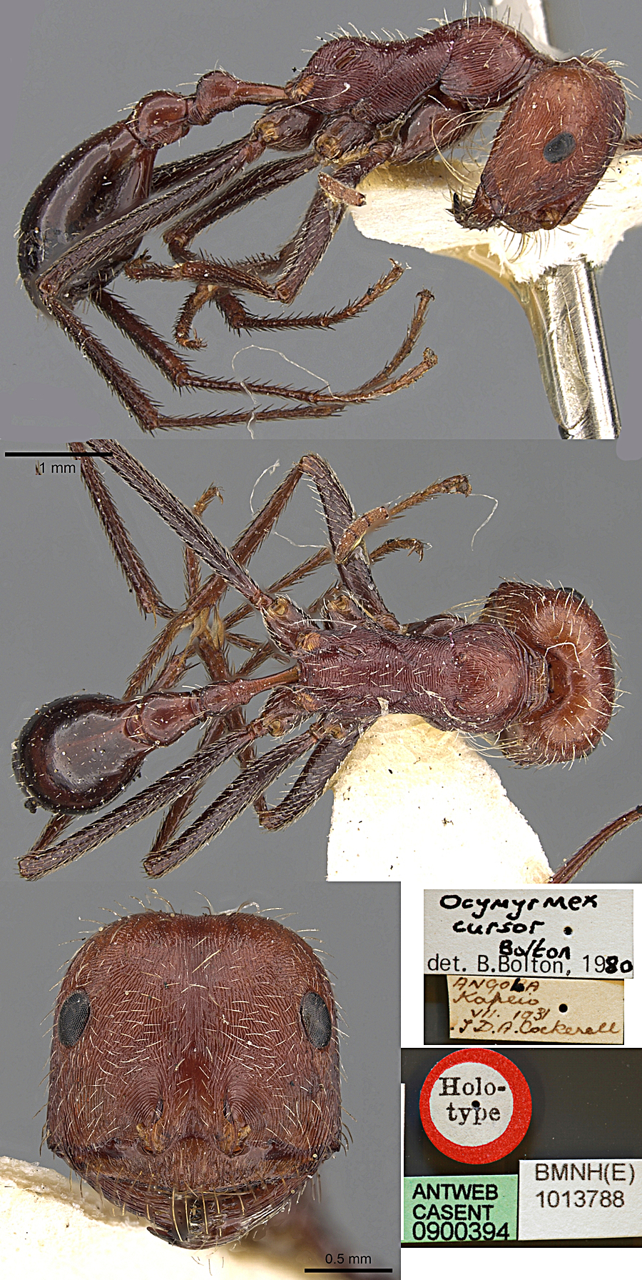 {Ocymyrmex cursor}