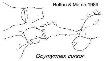 {Ocymyrmex cursor}