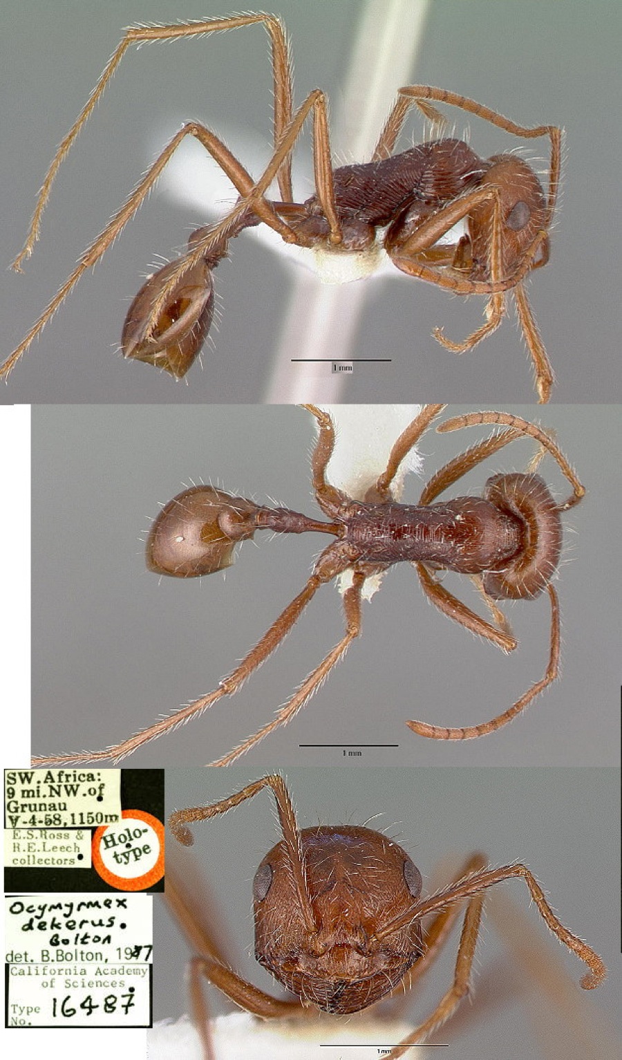 {Ocymyrmex dekerus}