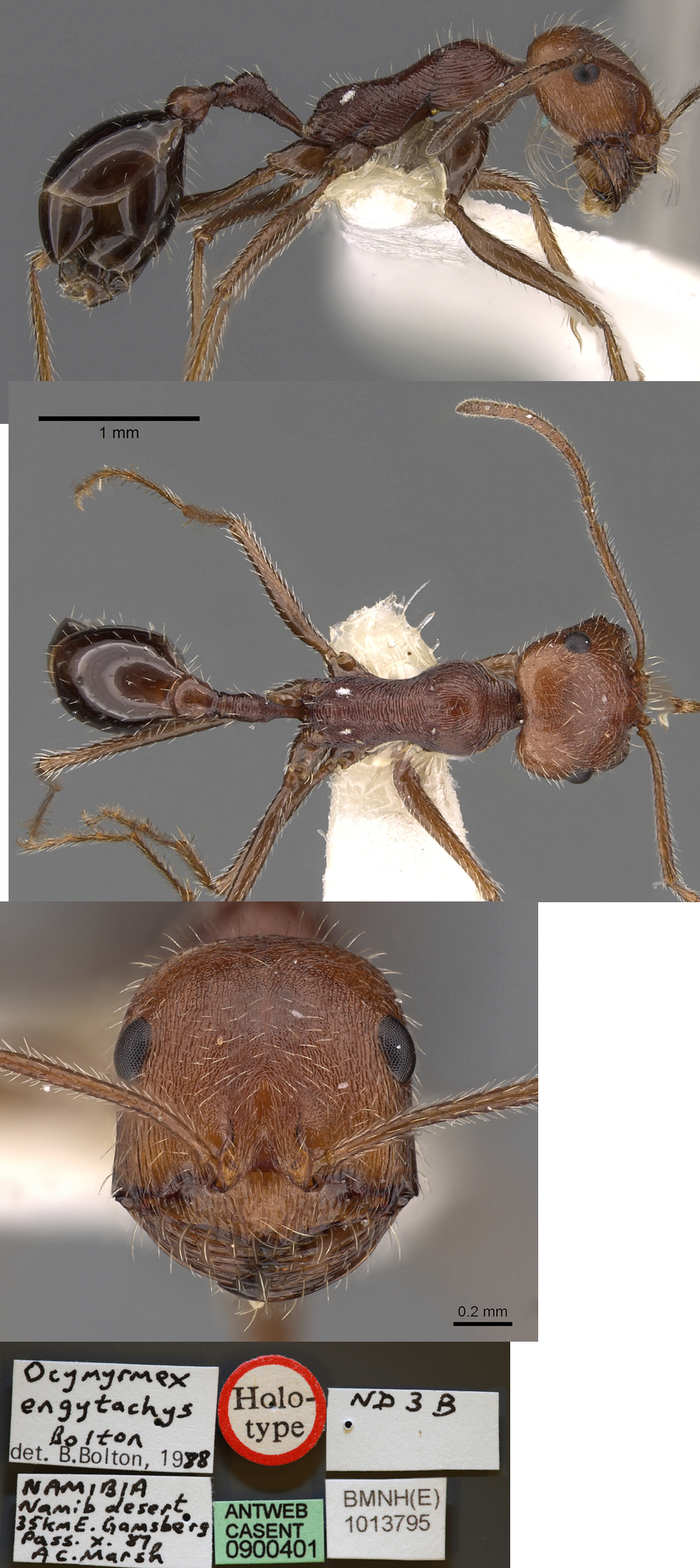 {Ocymyrmex engytachys}