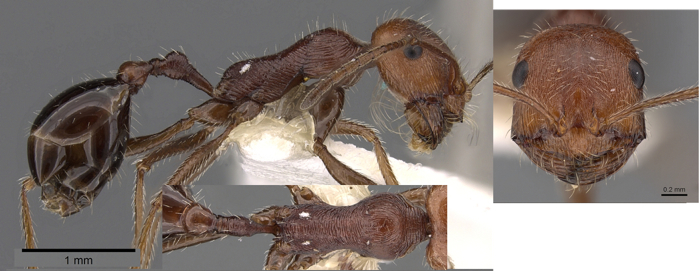 Ocymyrmex engytachys