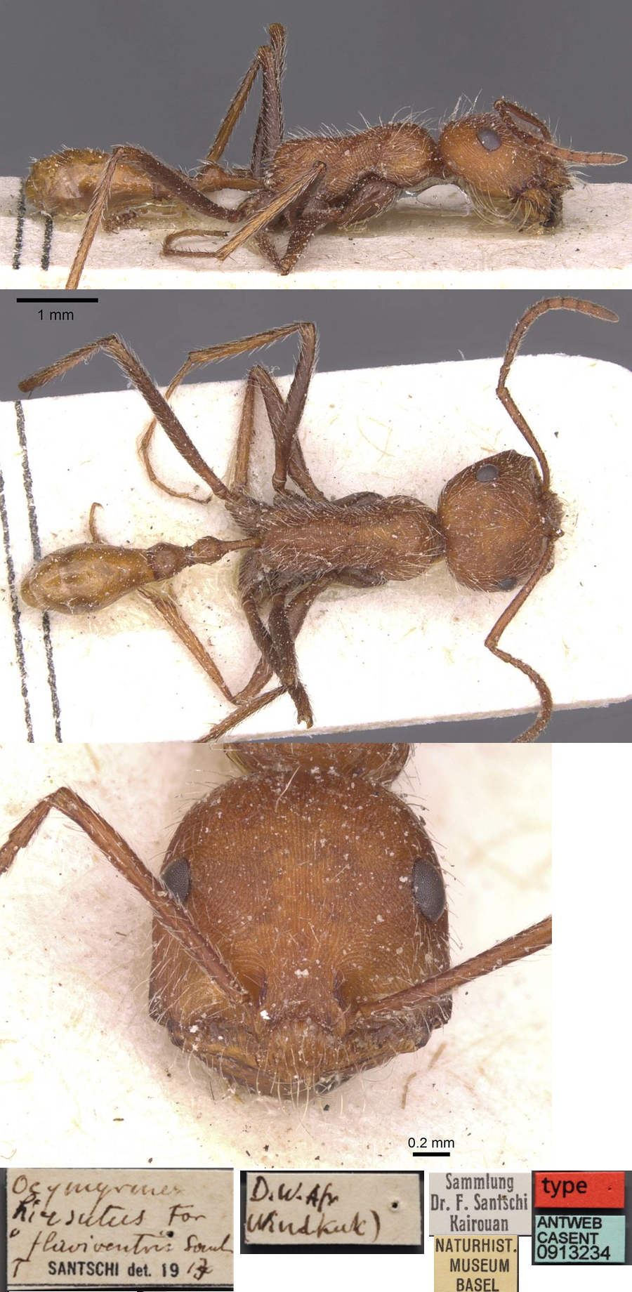 {Ocymyrmex flaviventris}