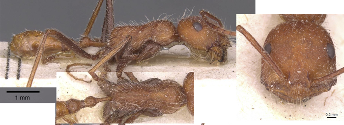 Ocymyrmex flaviventris