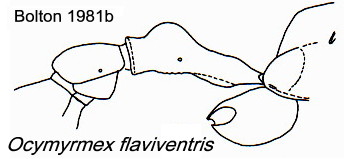 {uOcymyrmex flaviventris}