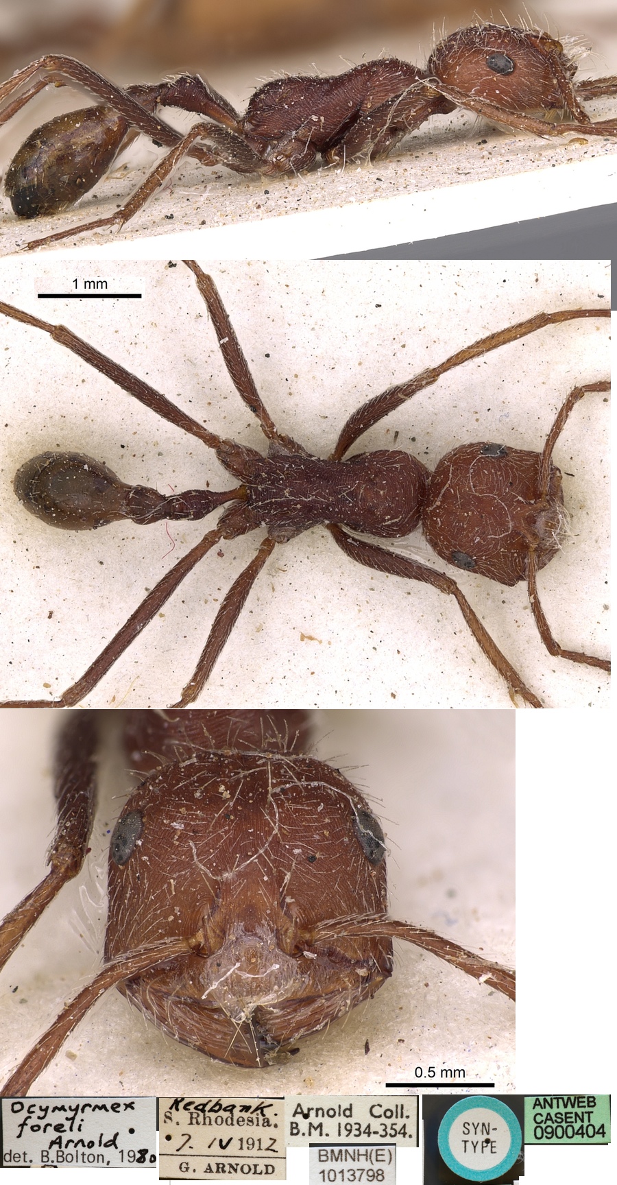 {Ocymyrmex foreli}