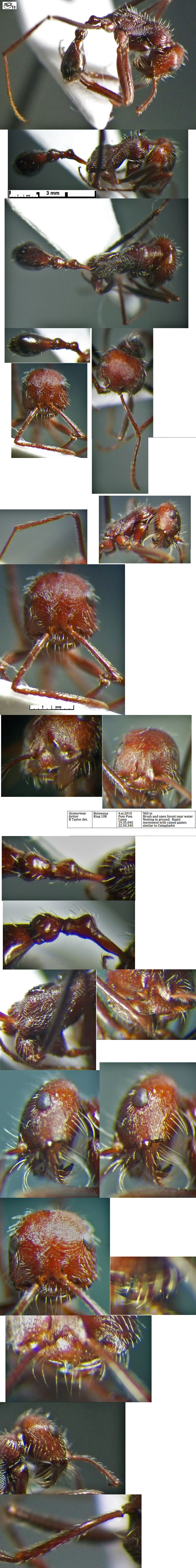 {Ocymyrmex fortior}