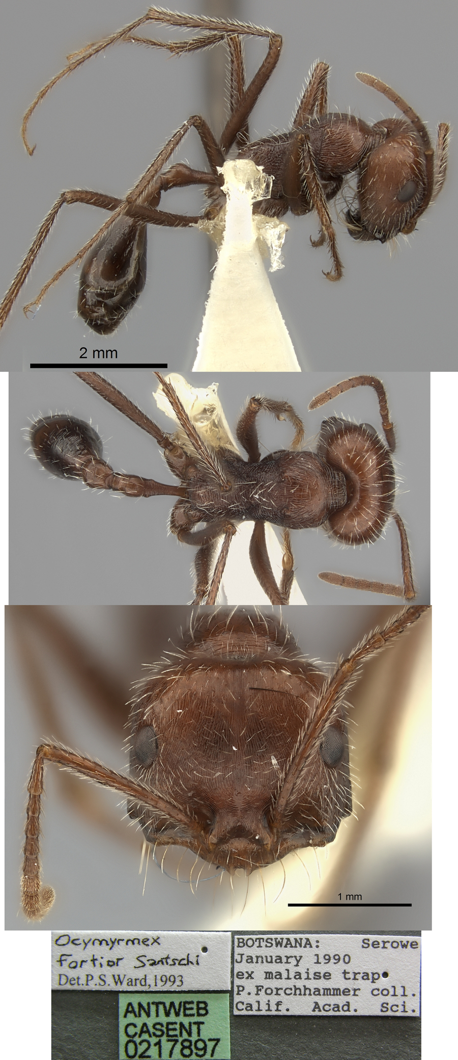 {Ocymyrmex fortior}