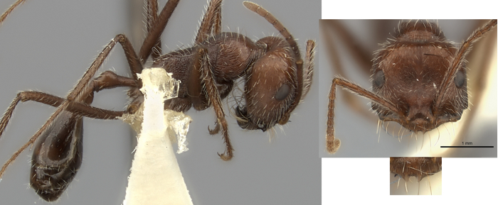 Ocymyrmex fortior