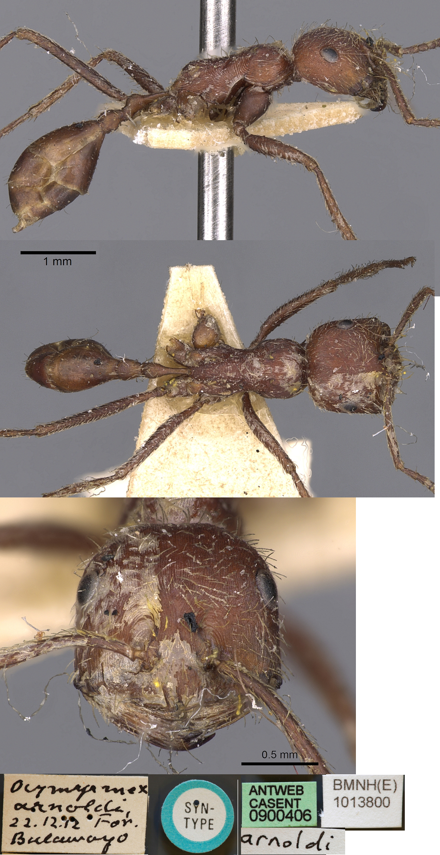 {Ocymyrmex fortior}