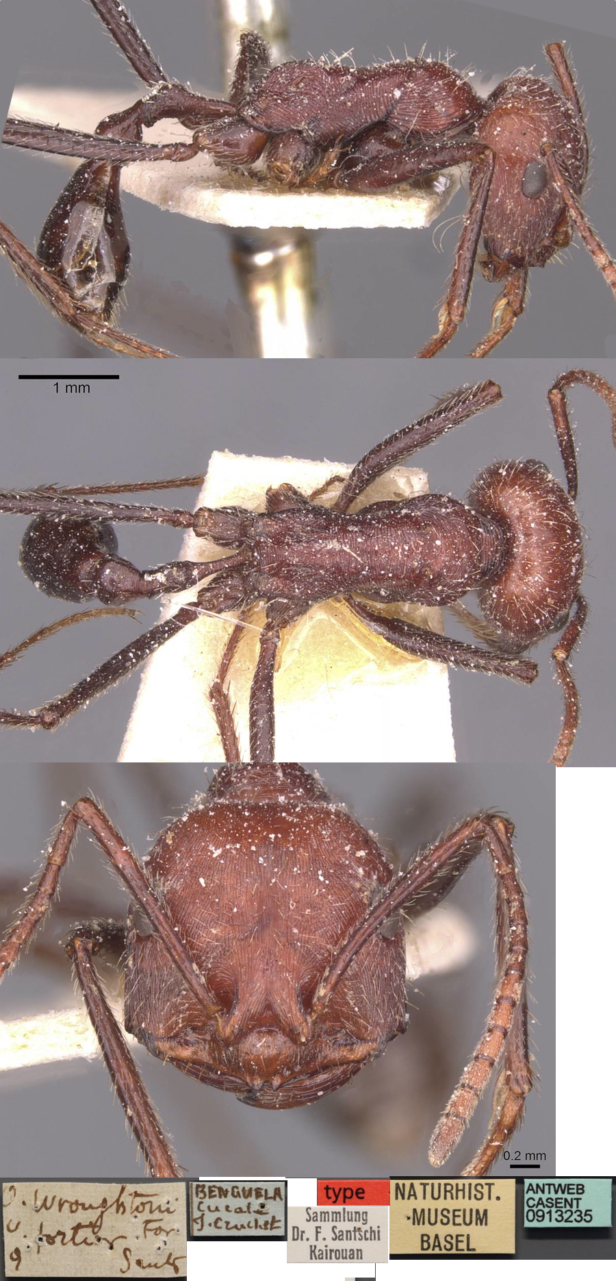 {Ocymyrmex fortior}