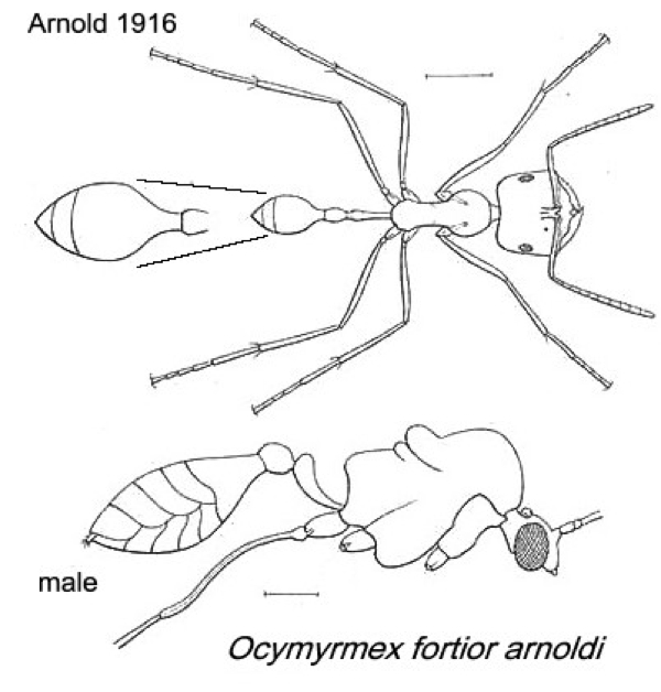 {Ocymyrmex fortior arnoldi}